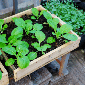 Everleigh Gardening